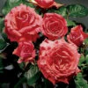 America™ Climbing Rose 2 America™ Climbing Rose -Maximas Flower Shop 25307