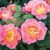 Fruity Petals Climber Rose -Maximas Flower Shop 25438 Rose FruityPetals
