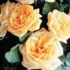 Garden Sun™ Climber Rose -Maximas Flower Shop 25440