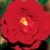 Ramblin Red Climbing Rose -Maximas Flower Shop 25585