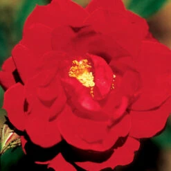 Ramblin Red Climbing Rose