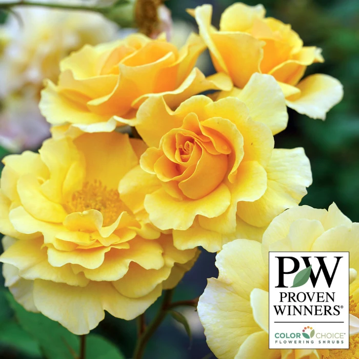 Rise Up Amberness™ Climbing Rose 3 Rise Up Amberness™ Climbing Rose