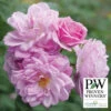 Rise Up Lilac Days™ Climbing Rose -Maximas Flower Shop 25591 PW