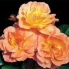 Westerland Climbing Rose -Maximas Flower Shop 25670