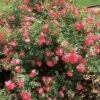 William Baffin Climbing Rose 2 William Baffin Climbing Rose -Maximas Flower Shop 25677