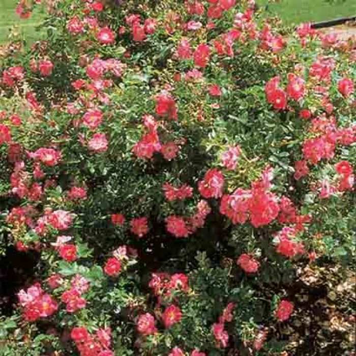 William Baffin Climbing Rose 3 William Baffin Climbing Rose