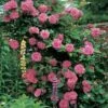 Zephirine Drouhin Climbing Rose 1 Zephirine Drouhin Climbing Rose -Maximas Flower Shop 25690