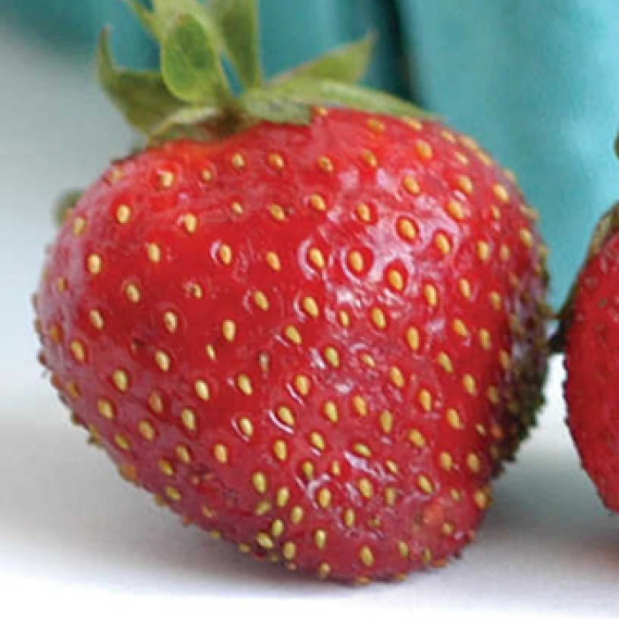 Seascape Day-Neutral Strawberry 3 Seascape Day-Neutral Strawberry