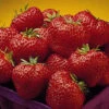 Cavendish Junebearing Strawberry 1 Cavendish Junebearing Strawberry -Maximas Flower Shop 30055