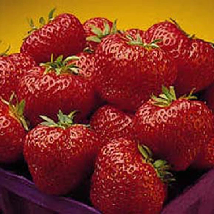 Cavendish Junebearing Strawberry 3 Cavendish Junebearing Strawberry