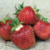 Honeoye Junebearing Strawberry -Maximas Flower Shop 30075a