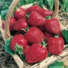 Ac Wendy Junebearing Strawberry 1 Ac Wendy Junebearing Strawberry -Maximas Flower Shop 30093