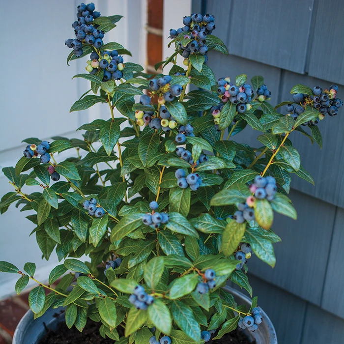 Perpetua Blueberry 3 Perpetua Blueberry