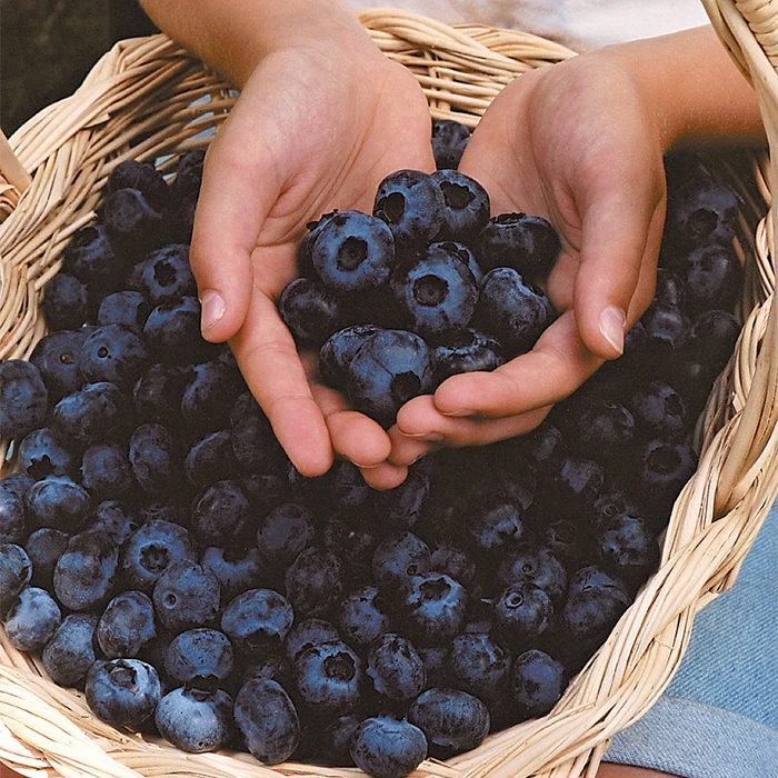 Chandler Blueberry 3 Chandler Blueberry