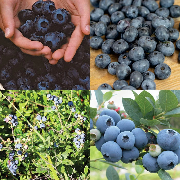 Northern Blueberry Offer #2 3 Northern Blueberry Offer #2