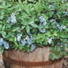 Dwarf Northcountry Blueberry -Maximas Flower Shop 30132