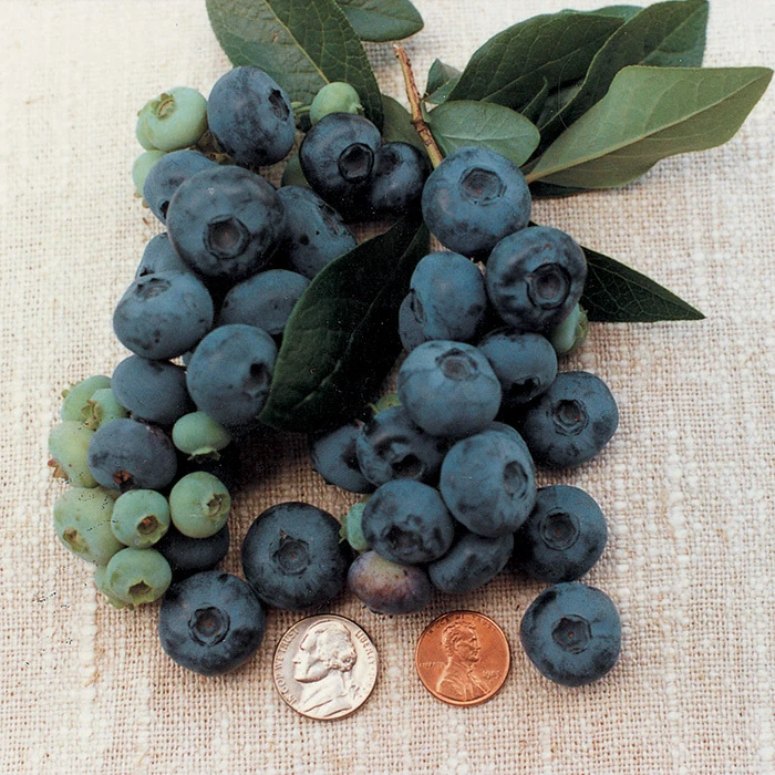 Patriot Blueberry 3 Patriot Blueberry