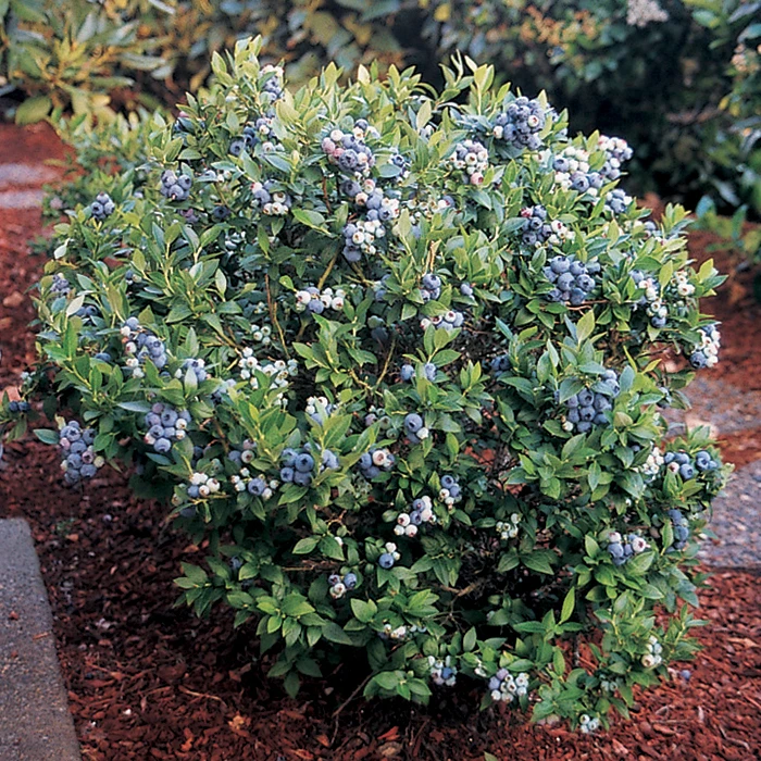 Dwarf Top Hat Blueberry 3 Dwarf Top Hat Blueberry