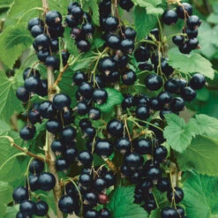 Consort Black Currant