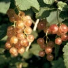 Pink Champagne Currant -Maximas Flower Shop 30153
