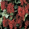 Rovada Red Currant -Maximas Flower Shop 30156