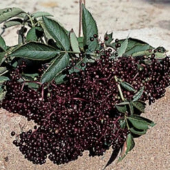 Elderberry Pollinator Offer - 2 Each Of 2 Varieties