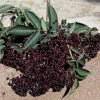 Elderberry Pollinator Offer - 3 Each Of 2 Varieties -Maximas Flower Shop 30164