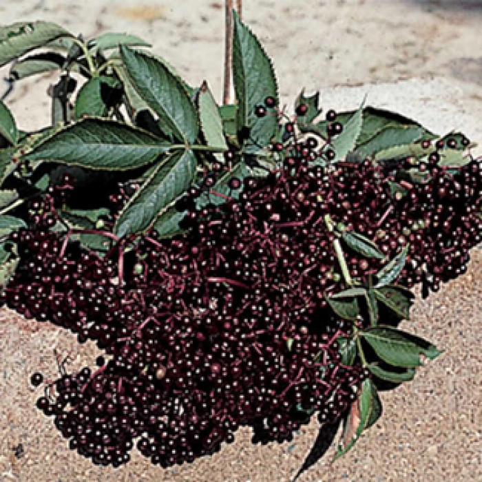 Elderberry Pollinator Offer - 3 Each Of 2 Varieties 3 Elderberry Pollinator Offer - 3 Each Of 2 Varieties