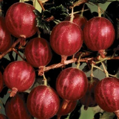 Hinnomaki™ Red Gooseberry