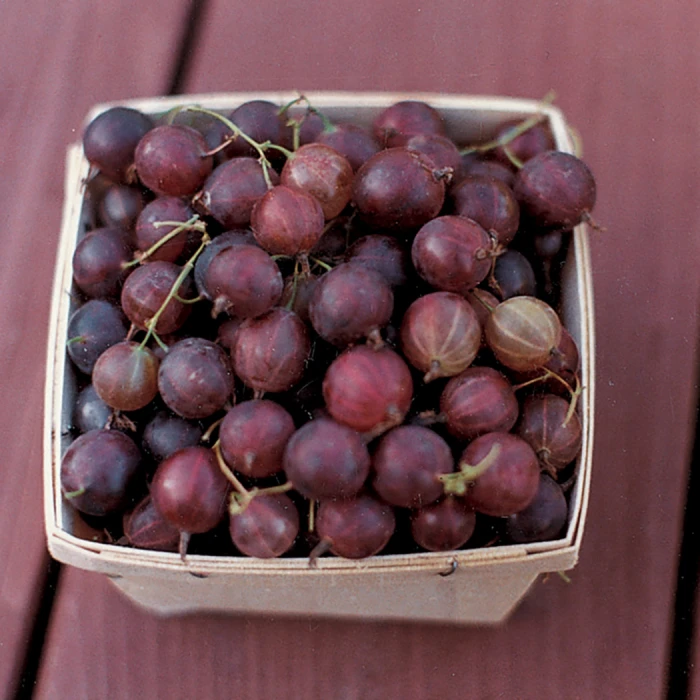 Pixwell Gooseberry 3 Pixwell Gooseberry