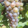 Itasca Wine Grape -Maximas Flower Shop 30213
