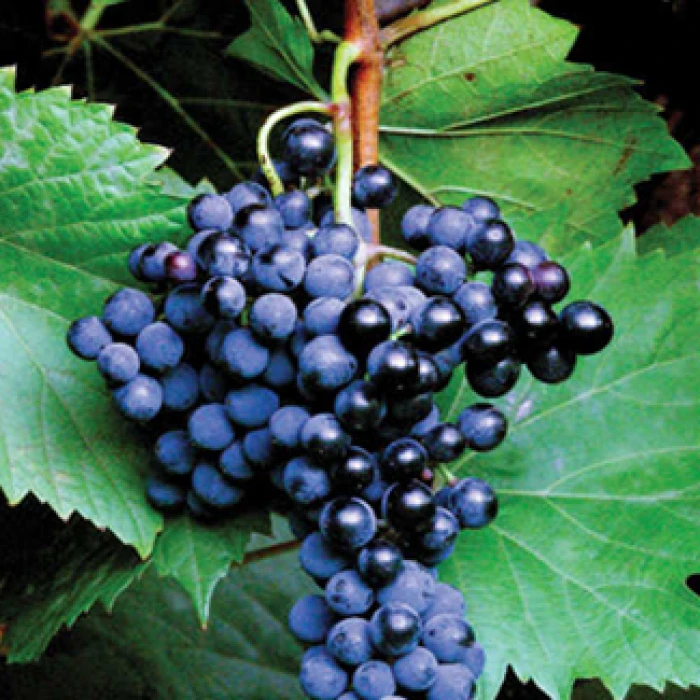 Frontenac™ Grape 3 Frontenac™ Grape
