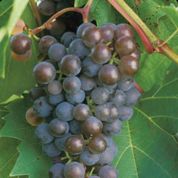 Frontenac™ Gris Grape 3 Frontenac™ Gris Grape