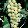 Marquis Seedless Grape -Maximas Flower Shop 30221