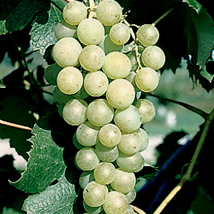 Marquis Seedless Grape 3 Marquis Seedless Grape