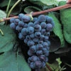 Mars Seedless Grape 1 Mars Seedless Grape -Maximas Flower Shop 30222