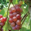 Seedless Grape Offer 2 Seedless Grape Offer -Maximas Flower Shop 30227