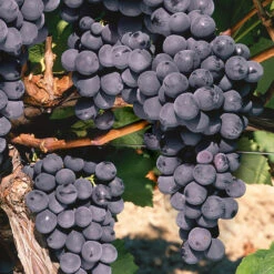 St Theresa Seedless Grape