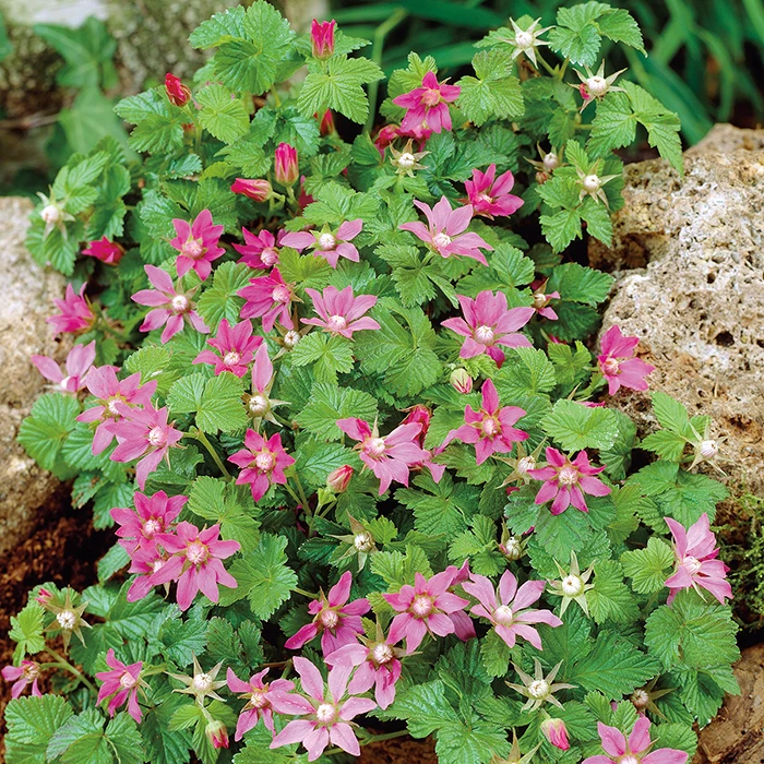 Ground Cover Raspberry Offer (2 Of Each) 3 Ground Cover Raspberry Offer (2 Of Each)