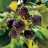 Jewel Black Raspberry -Maximas Flower Shop 30310