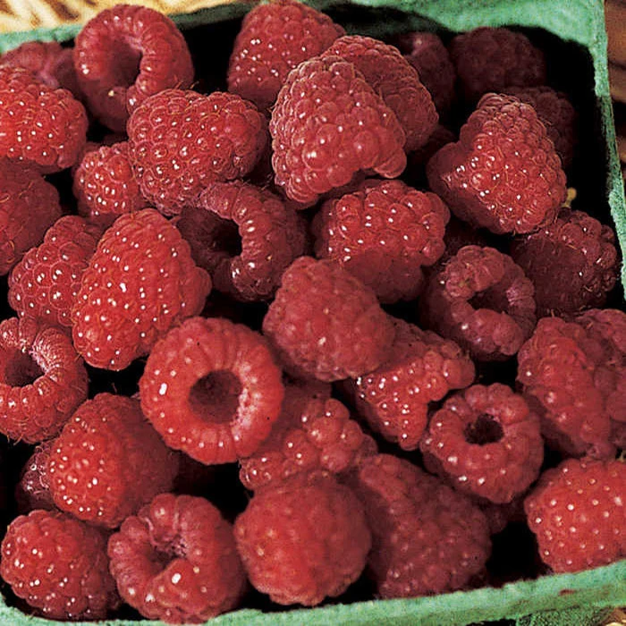 Boyne Summer Bearing Raspberry 3 Boyne Summer Bearing Raspberry
