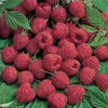 Killarney Summer Bearing Raspberry -Maximas Flower Shop 30349
