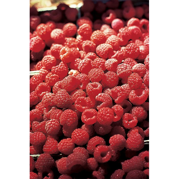 Latham Summer Bearing Raspberry 3 Latham Summer Bearing Raspberry