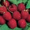 Nova Summer Bearing Raspberry -Maximas Flower Shop 30355