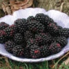 Thornless Blackberry Offer 1 Thornless Blackberry Offer -Maximas Flower Shop 30380