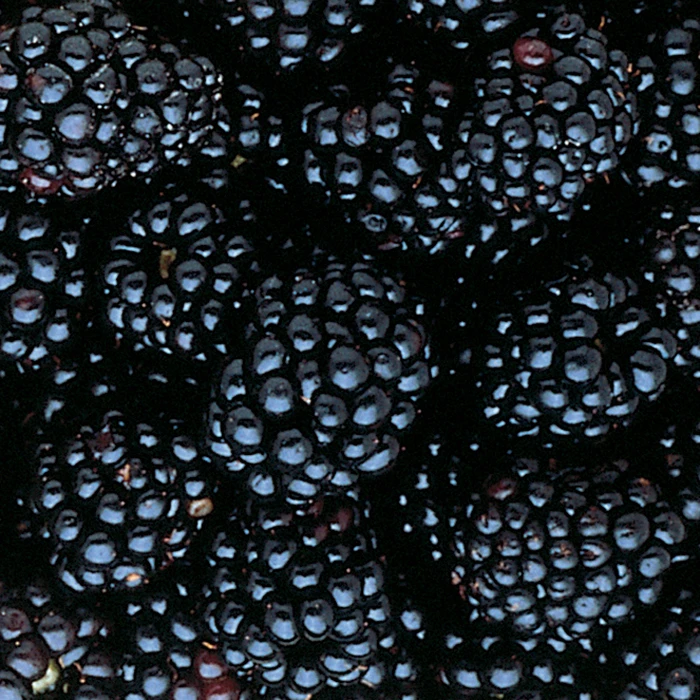 Triple Crown Thornless Blackberry 3 Triple Crown Thornless Blackberry