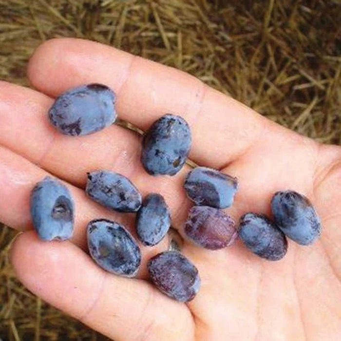 Borealis Canadian Haskap 3 Borealis Canadian Haskap