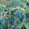 Blue Velvet™ Honeyberry 1 Blue Velvet™ Honeyberry -Maximas Flower Shop 30416