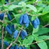 Blue Moon™ Honeyberry 2 Blue Moon™ Honeyberry -Maximas Flower Shop 30418