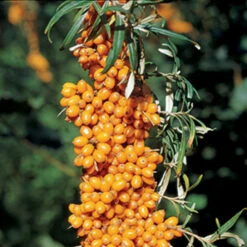 Male Sea Berry Or Sea Buckthorn